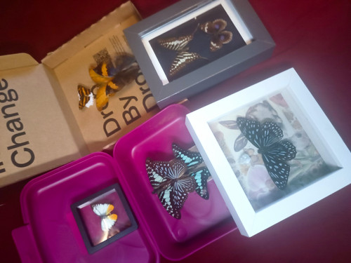 Entomologie sammlung konvolut - entomologie,